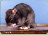 rat control Grimsby